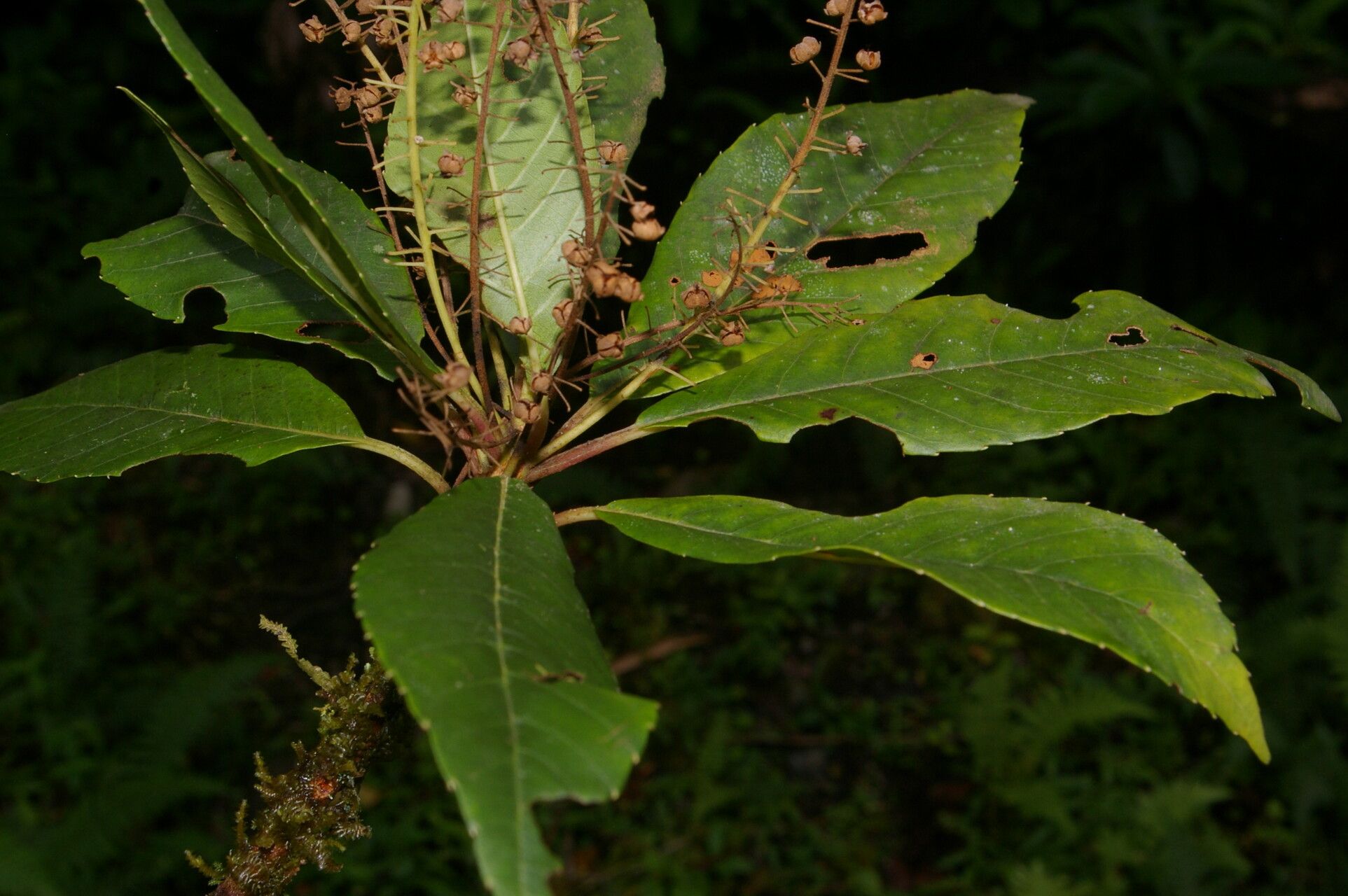 Clethra pyrogena habit