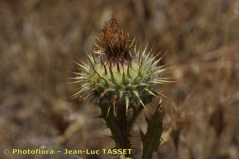 Onopordum eriocephalum flower