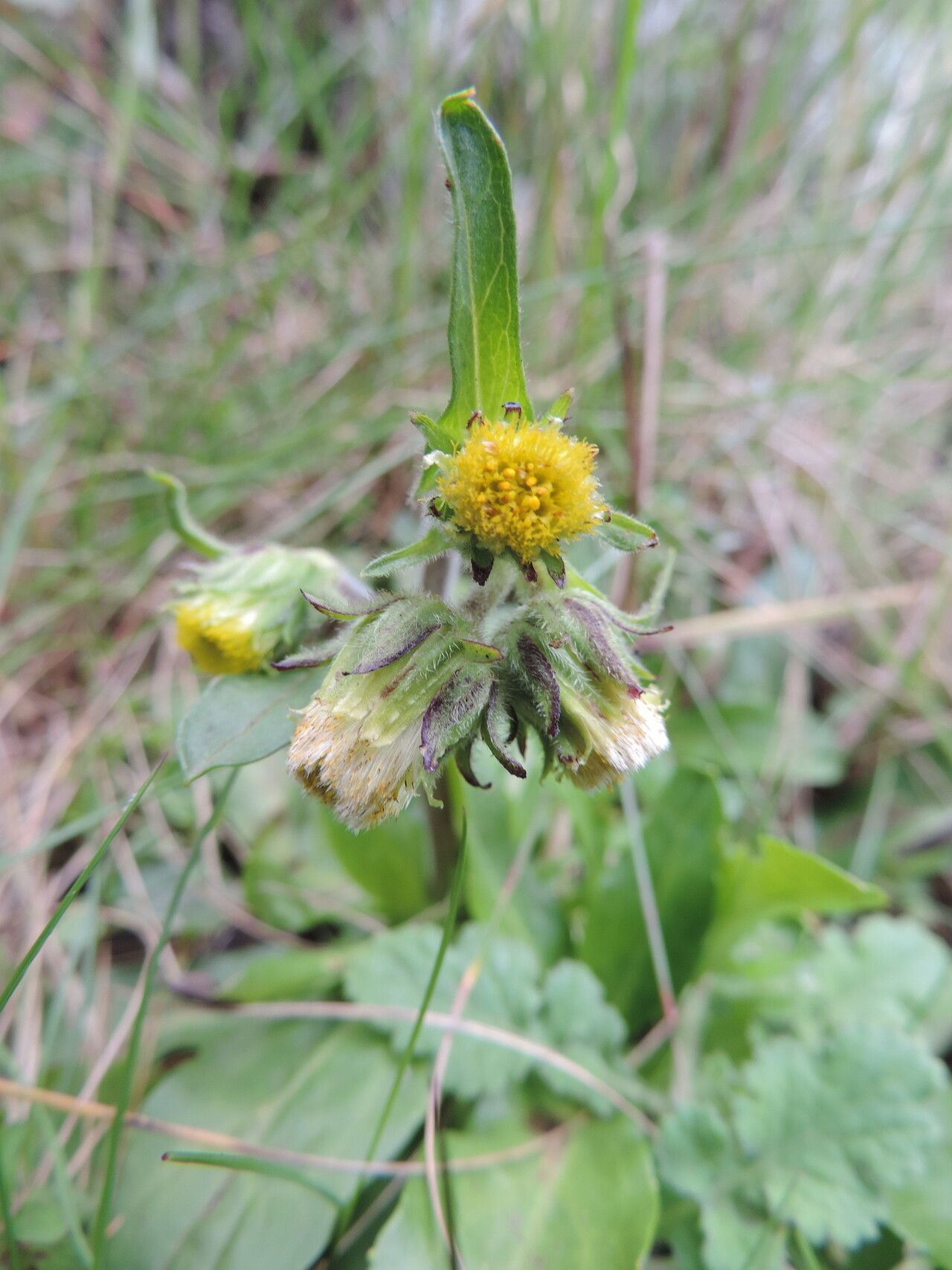 Eschenbachia subscaposa flower