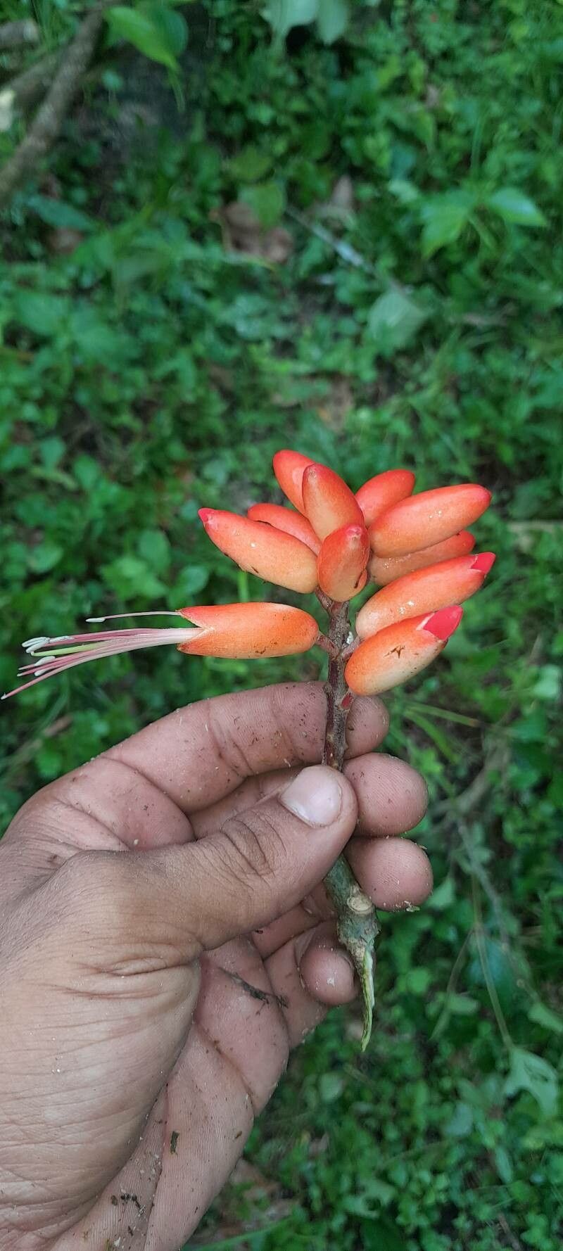 Erythrina globocalyx — houseplant care guide