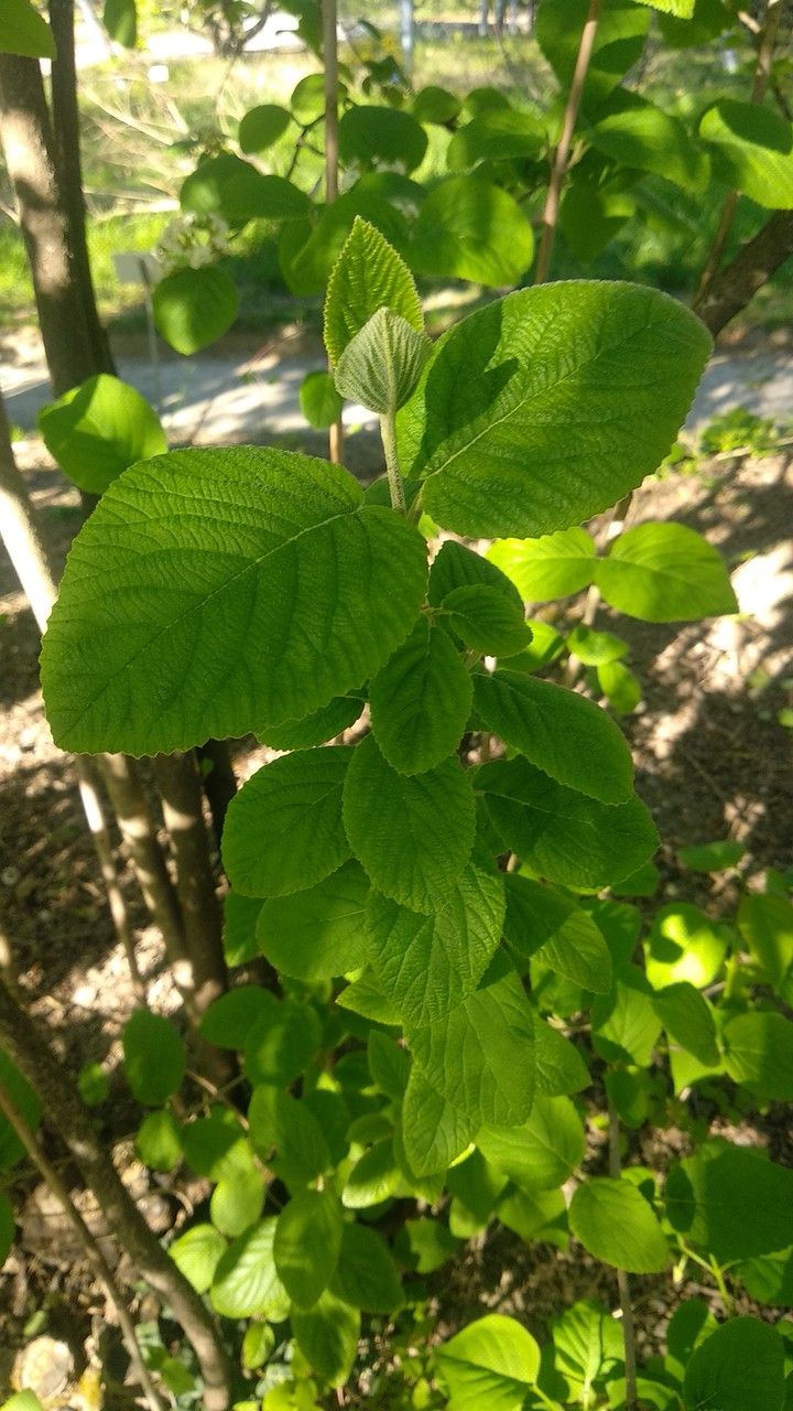 Viburnum glomeratum — search result for 'Viburnum'