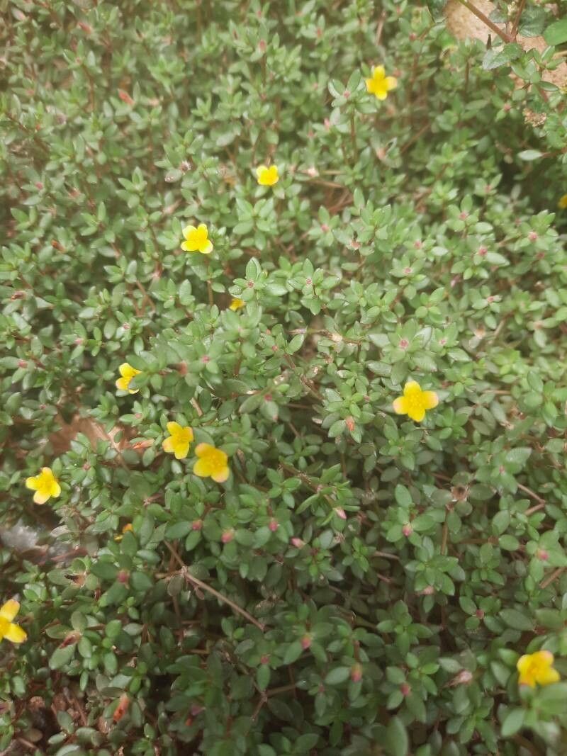 Portulaca quadrifida — houseplant care guide