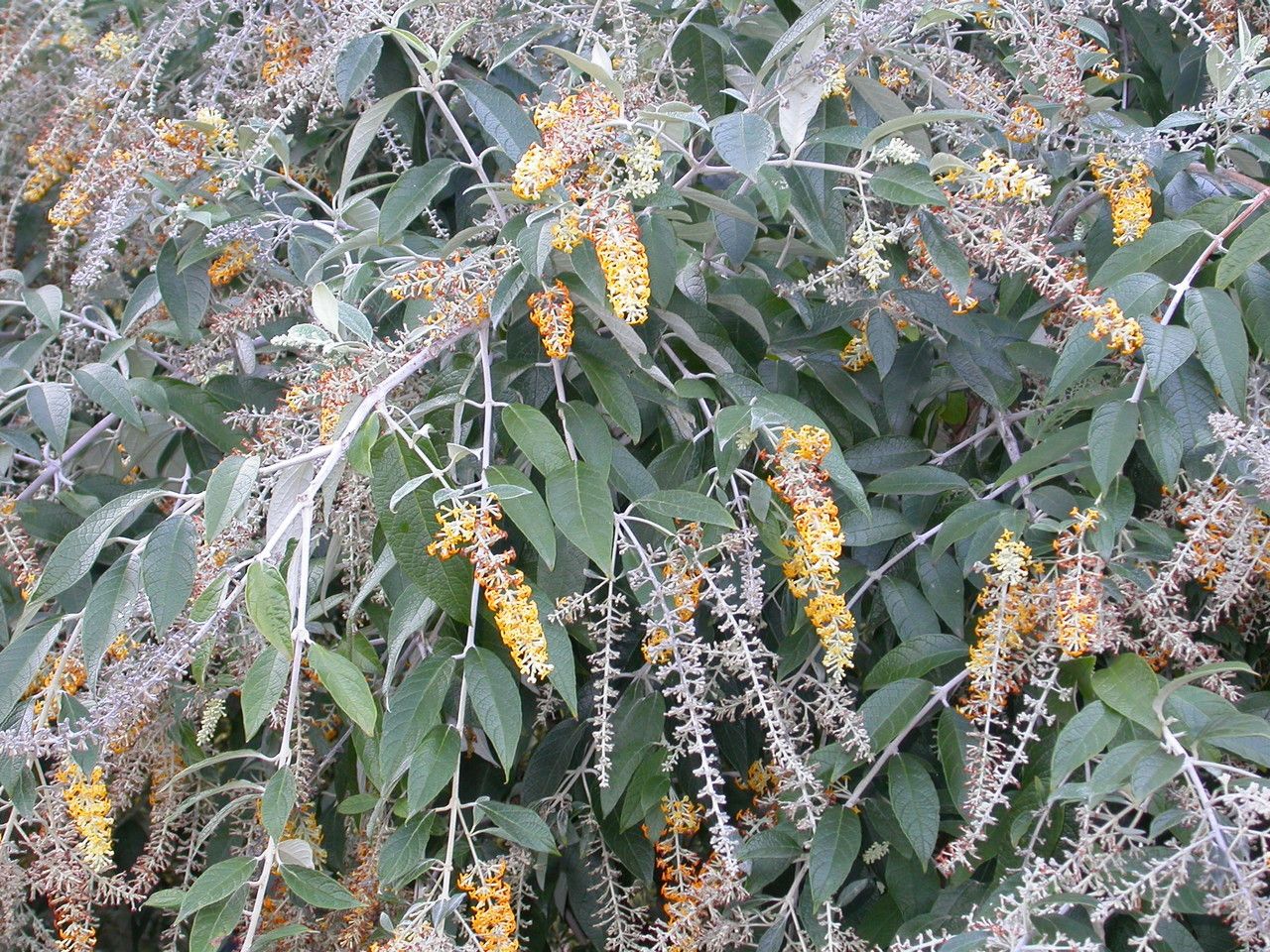 Buddleja madagascariensis — search result for 'Scrophulariaceae'