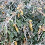 Buddleja madagascariensis