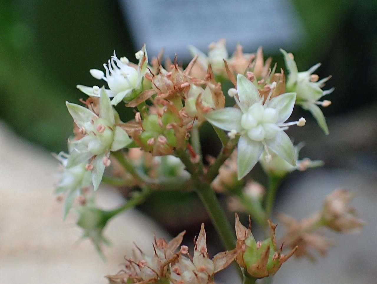 Crassula streyi flower