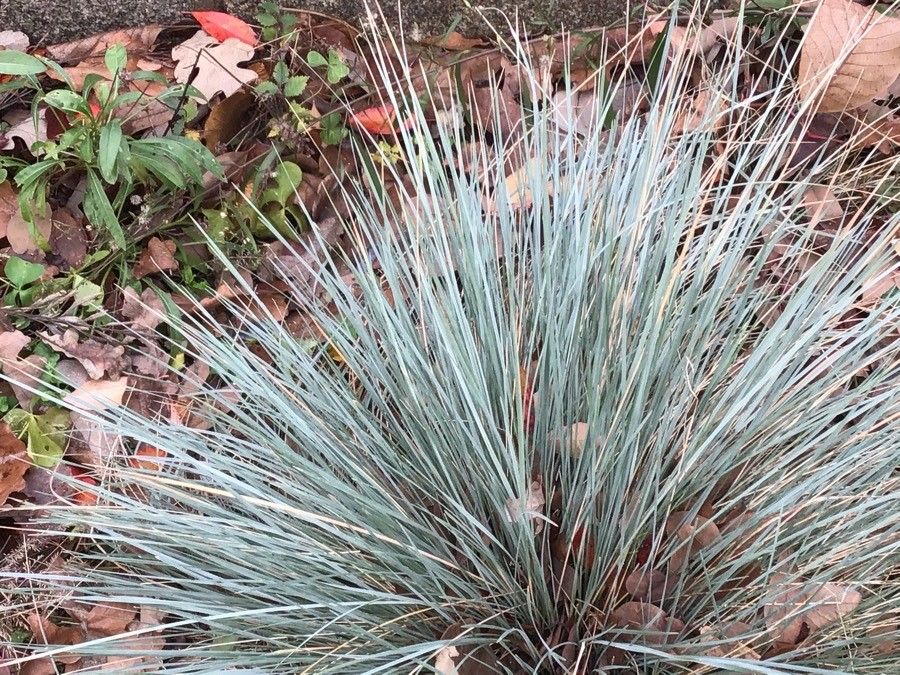 Helictotrichon sempervirens