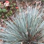 Helictotrichon sempervirens