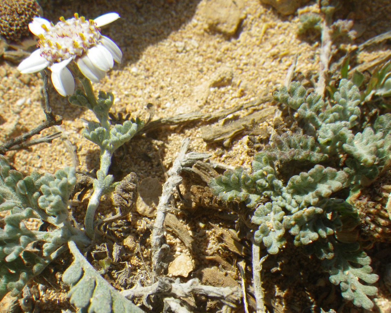 Anthemis tricolor leaf