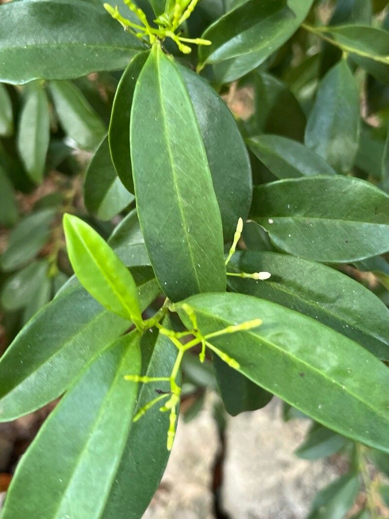 Vallesia antillana — related species from the same genus