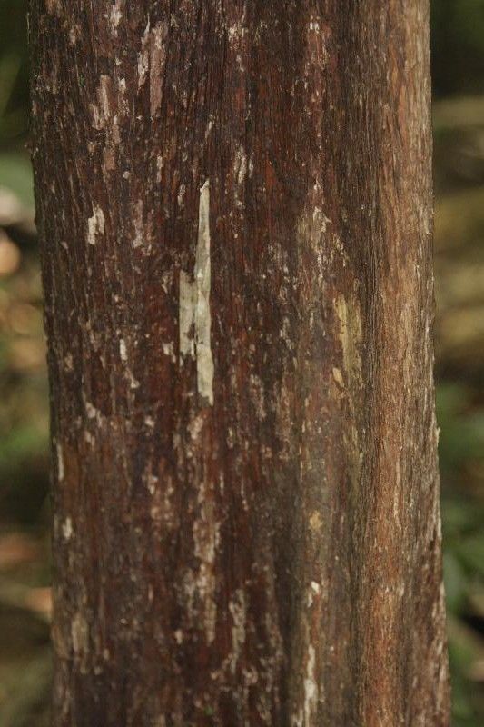 Pouteria filipes bark