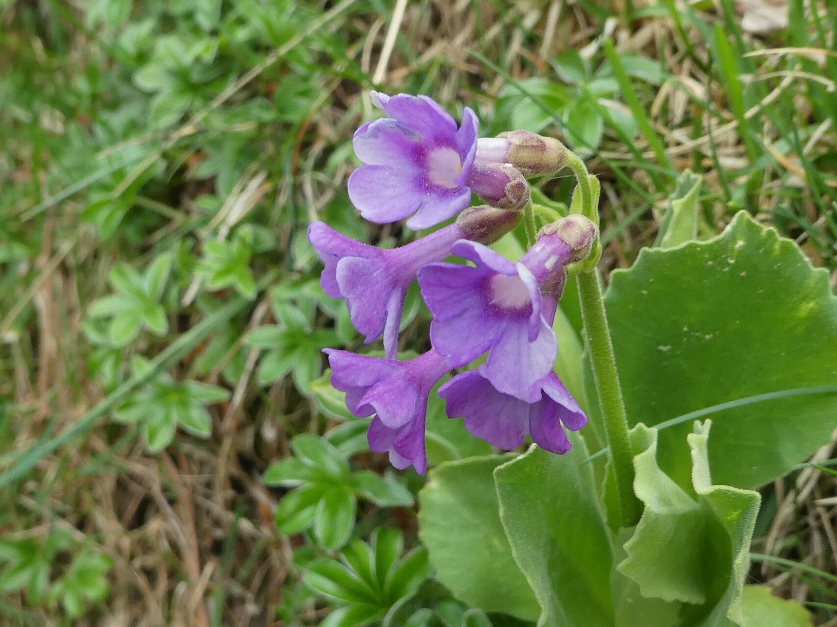 Primula latifolia flower