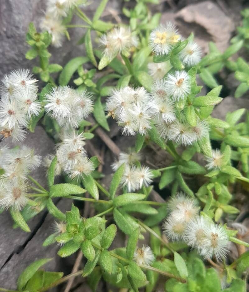 Galium eriocarpum fruit