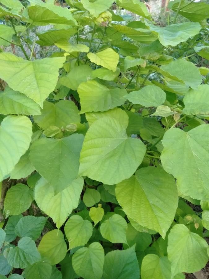 Kleinhovia hospita — search result for 'Thailand'