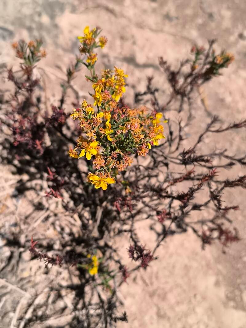 Hypericum silenoides flower