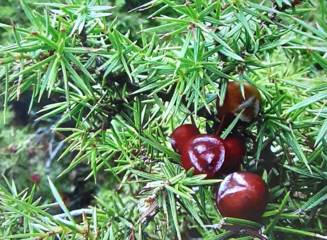 Juniperus deltoides fruit
