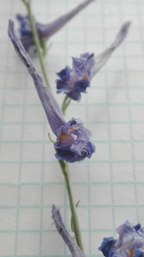Delphinium peregrinum leaf