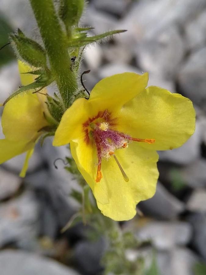 Verbascum anisophyllum flower