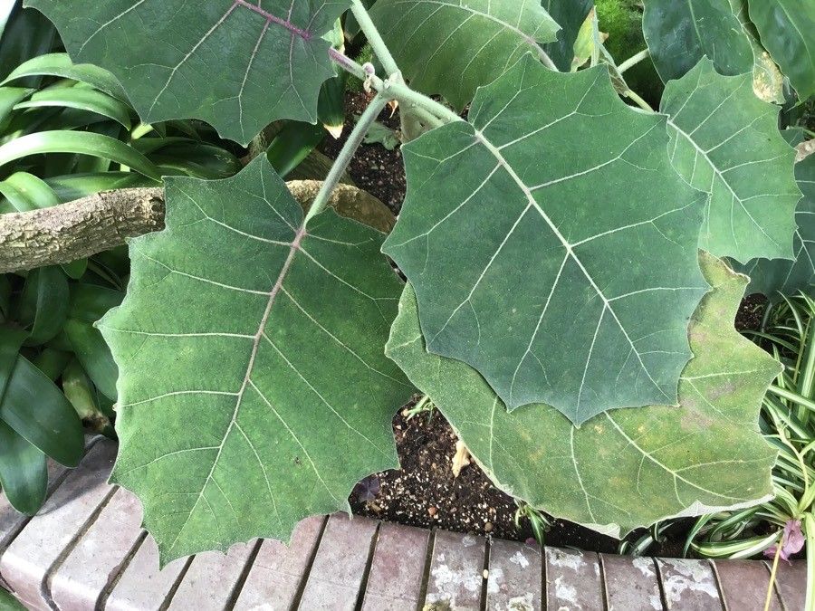 Solanum quitoense — search result for 'Panama'