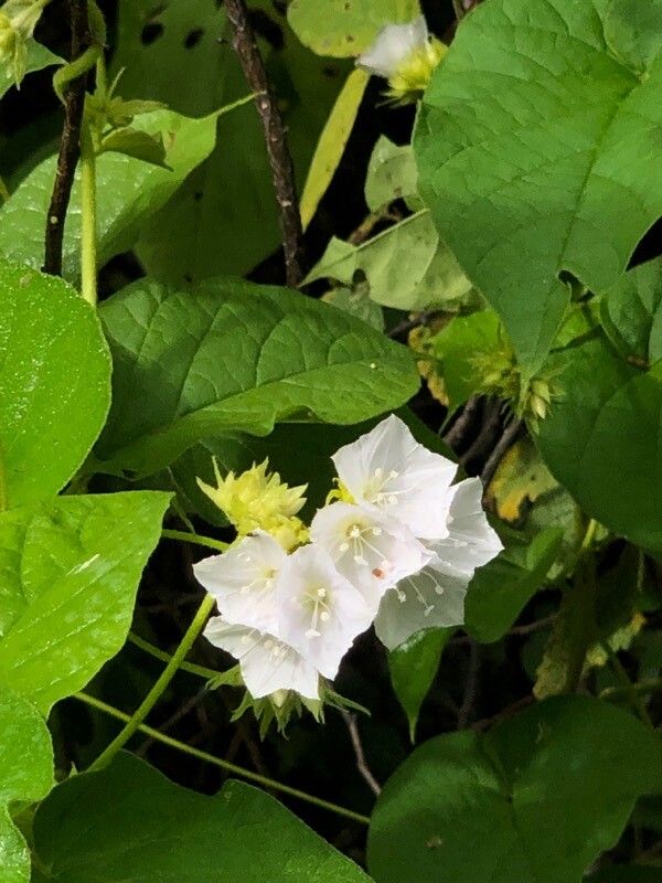 Jacquemontia paniculata flower