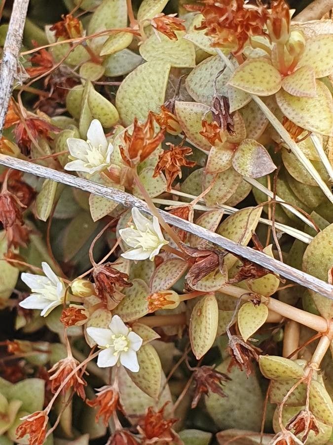 Crassula volkensii flower
