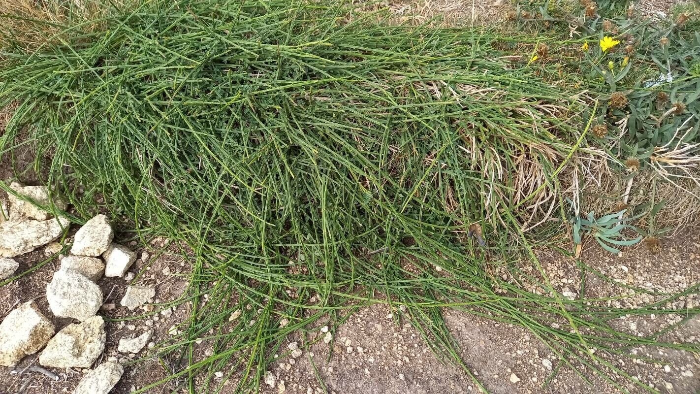 Genista desoleana habit