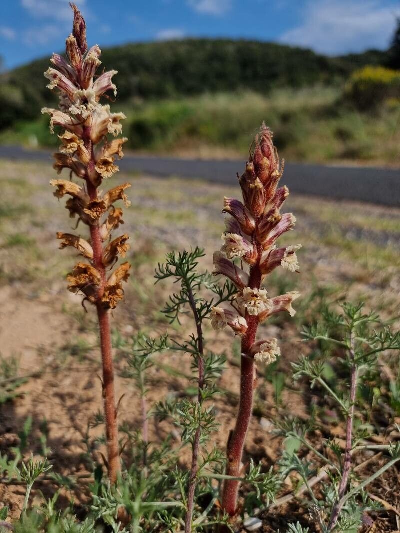 Orobanche artemisiae-campestris habit