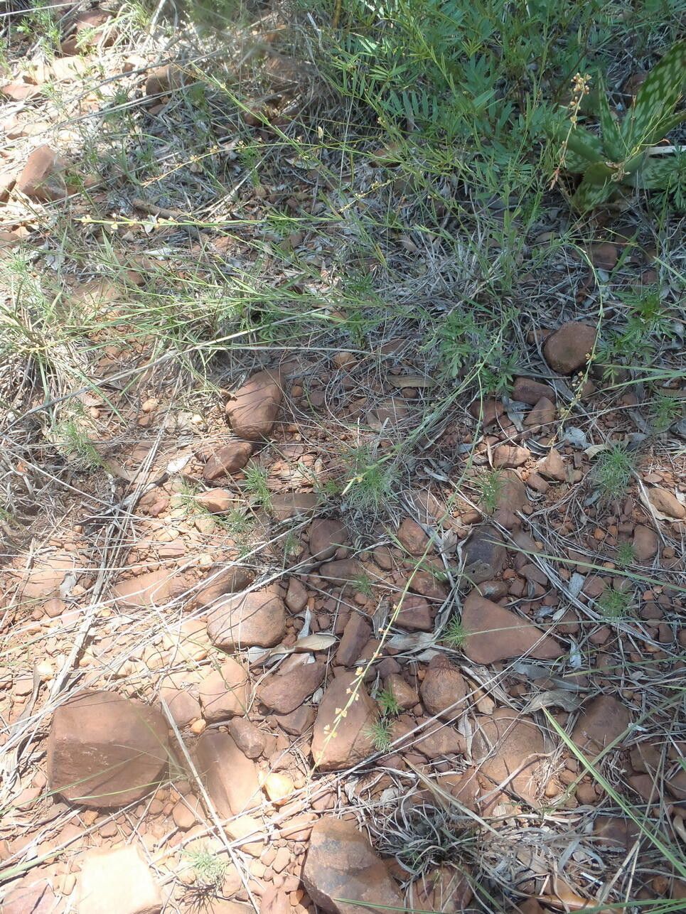 Phyllanthus incurvus habit