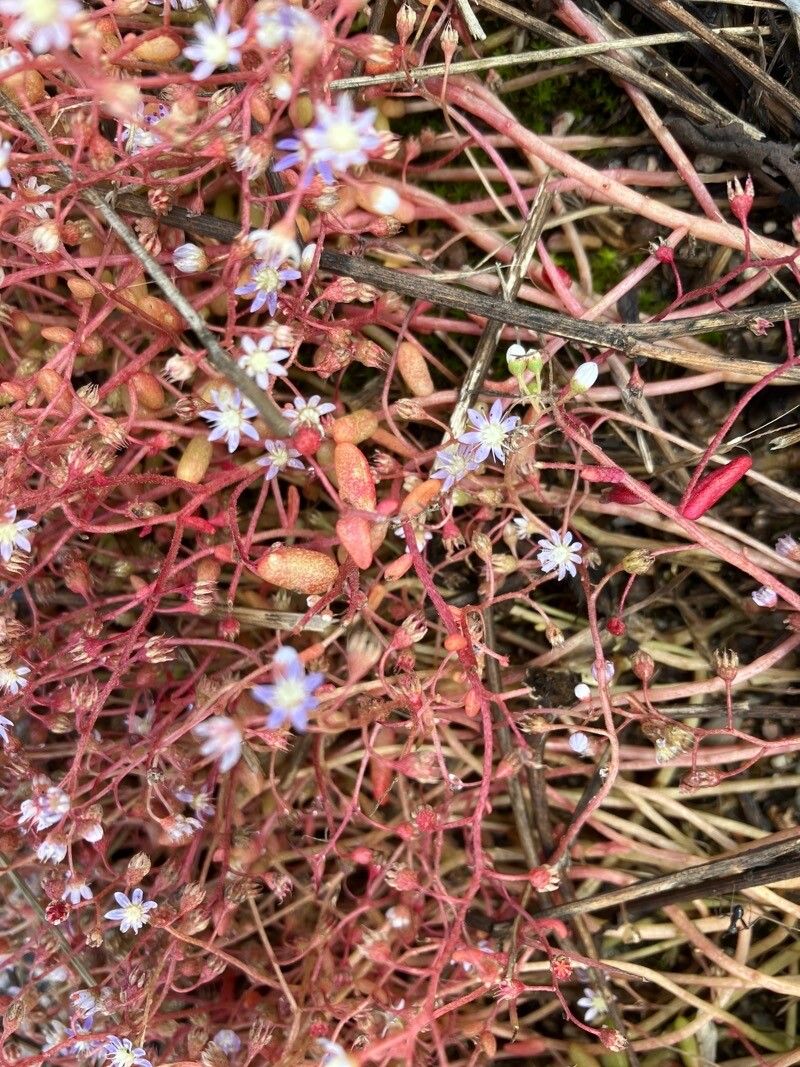 Sedum caeruleum fruit