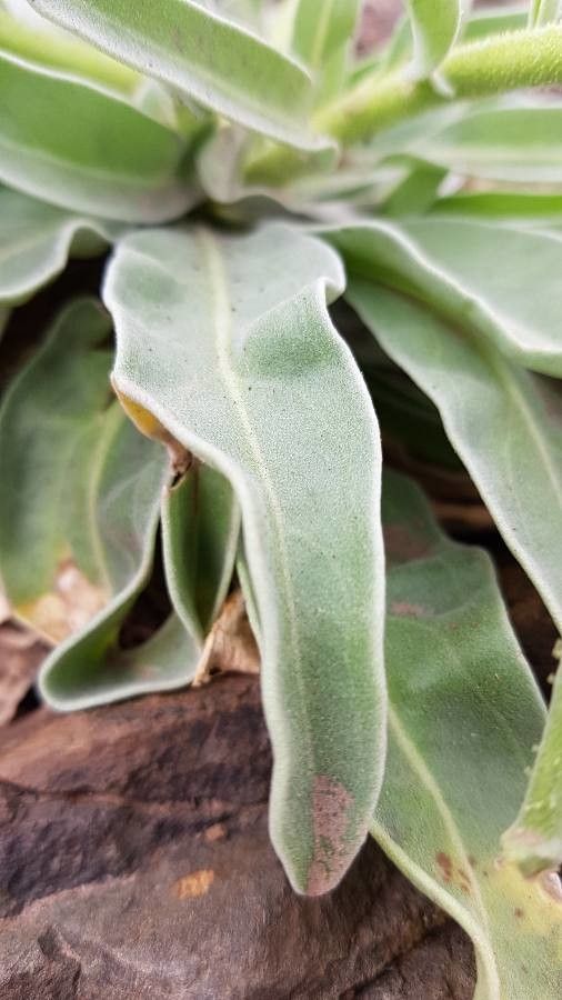Matthiola maderensis leaf