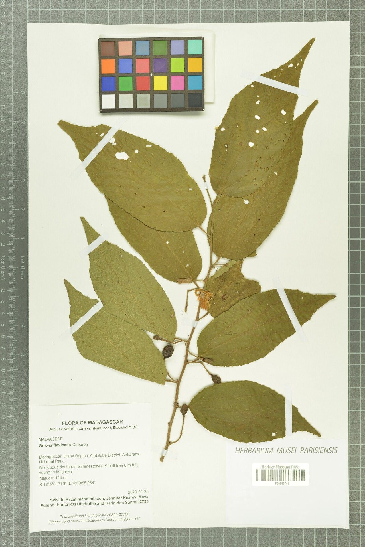 Grewia flavicans — houseplant care guide