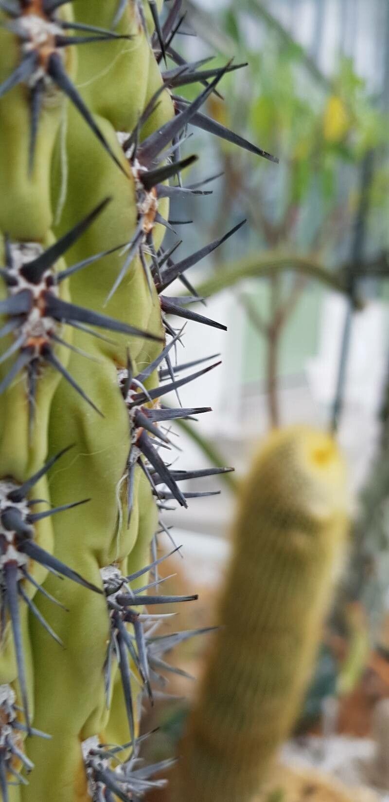 Trichocereus uyupampensis leaf
