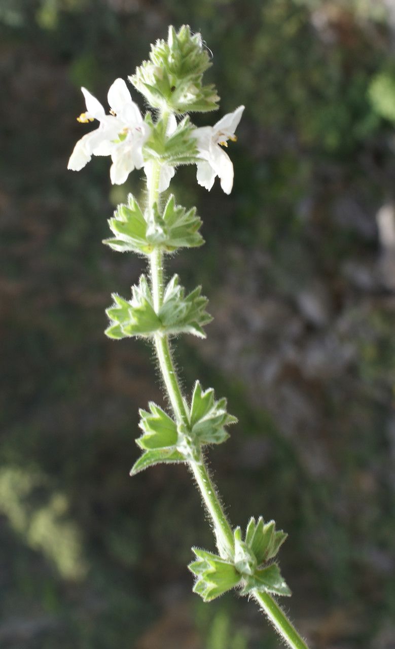 Stachys spinulosa habit