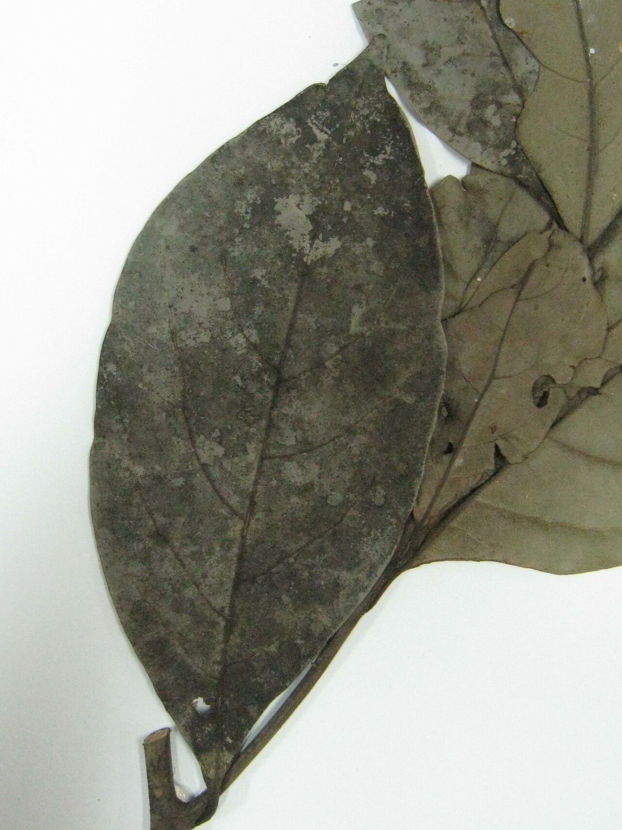 Ocotea floribunda — search result for 'Ocotea'