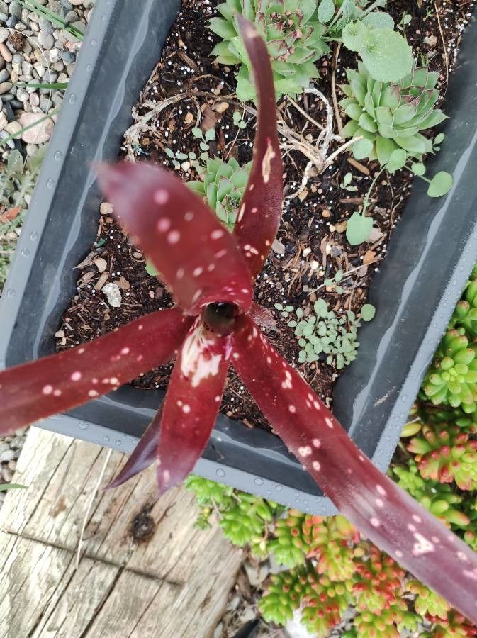 Neoregelia marmorata flower