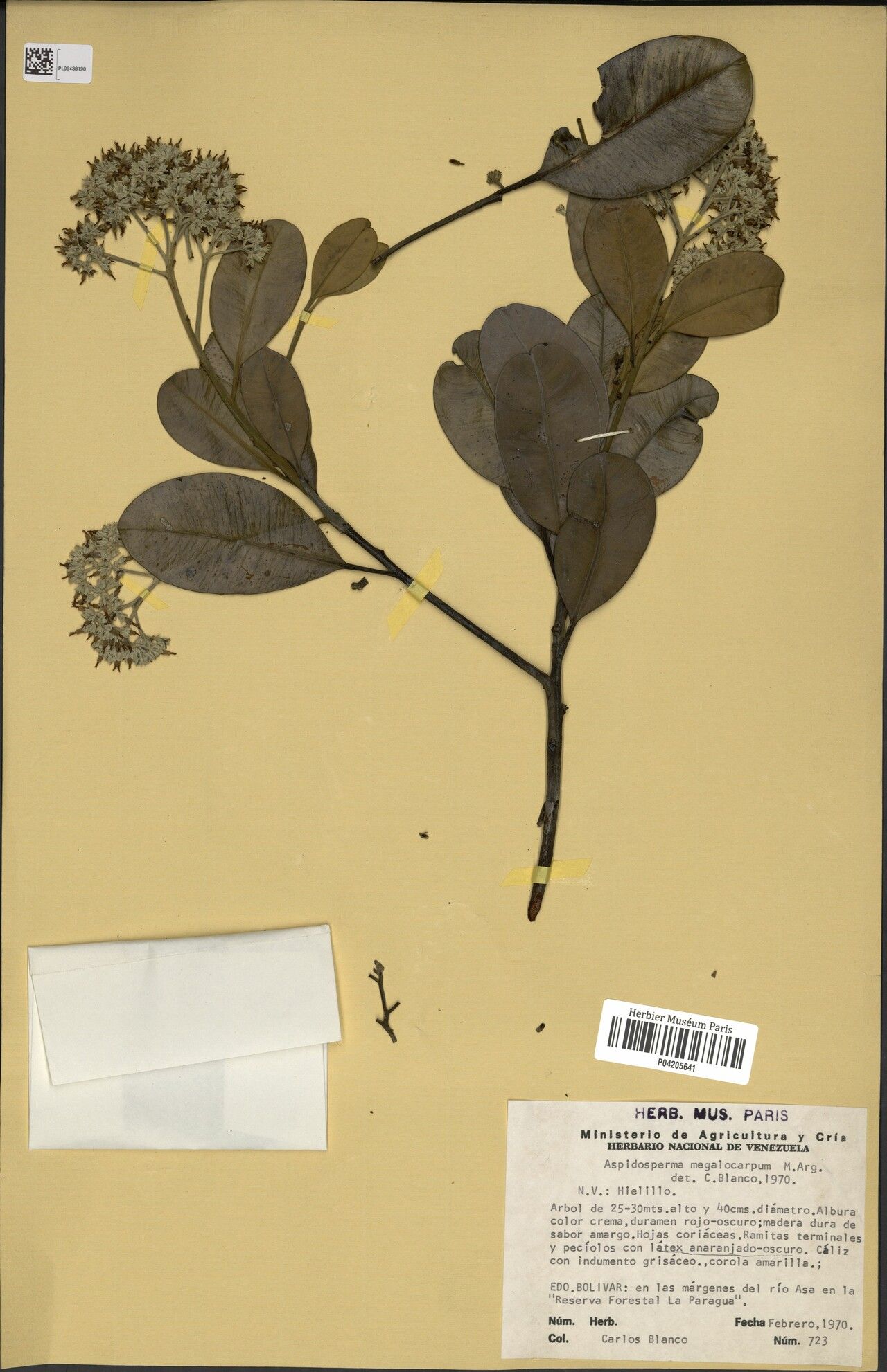 Aspidosperma eteanum fruit