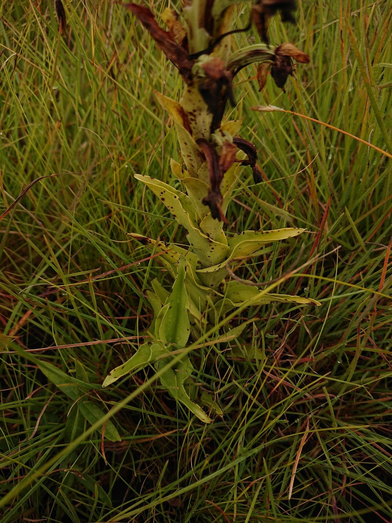 Habenaria epipactidea habit