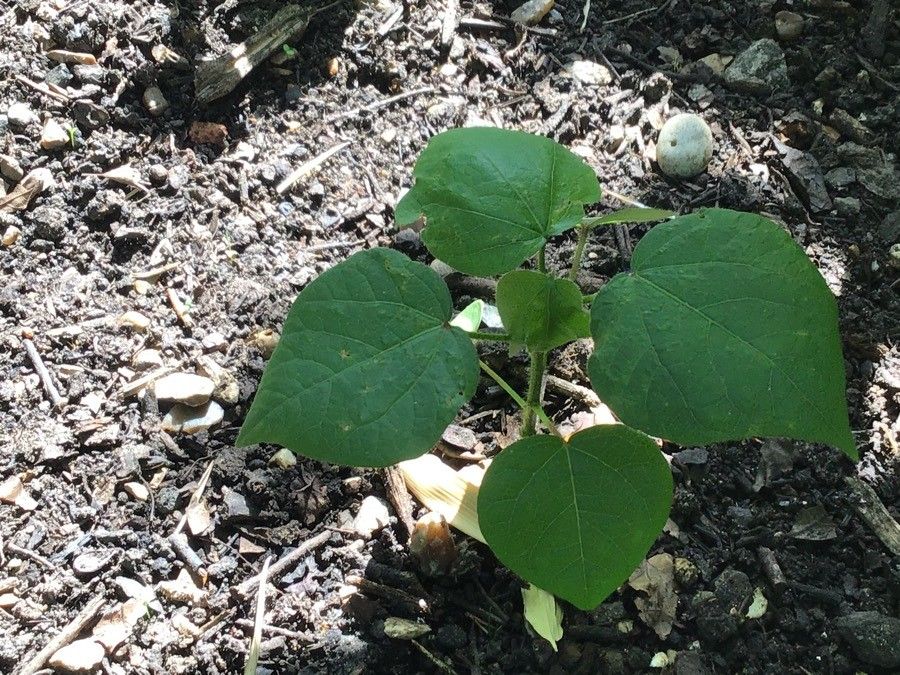 Gossypium herbaceum leaf