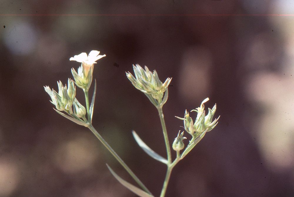 Polycnemum fontanesii flower