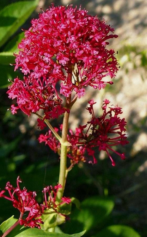 Centranthus nevadensis flower