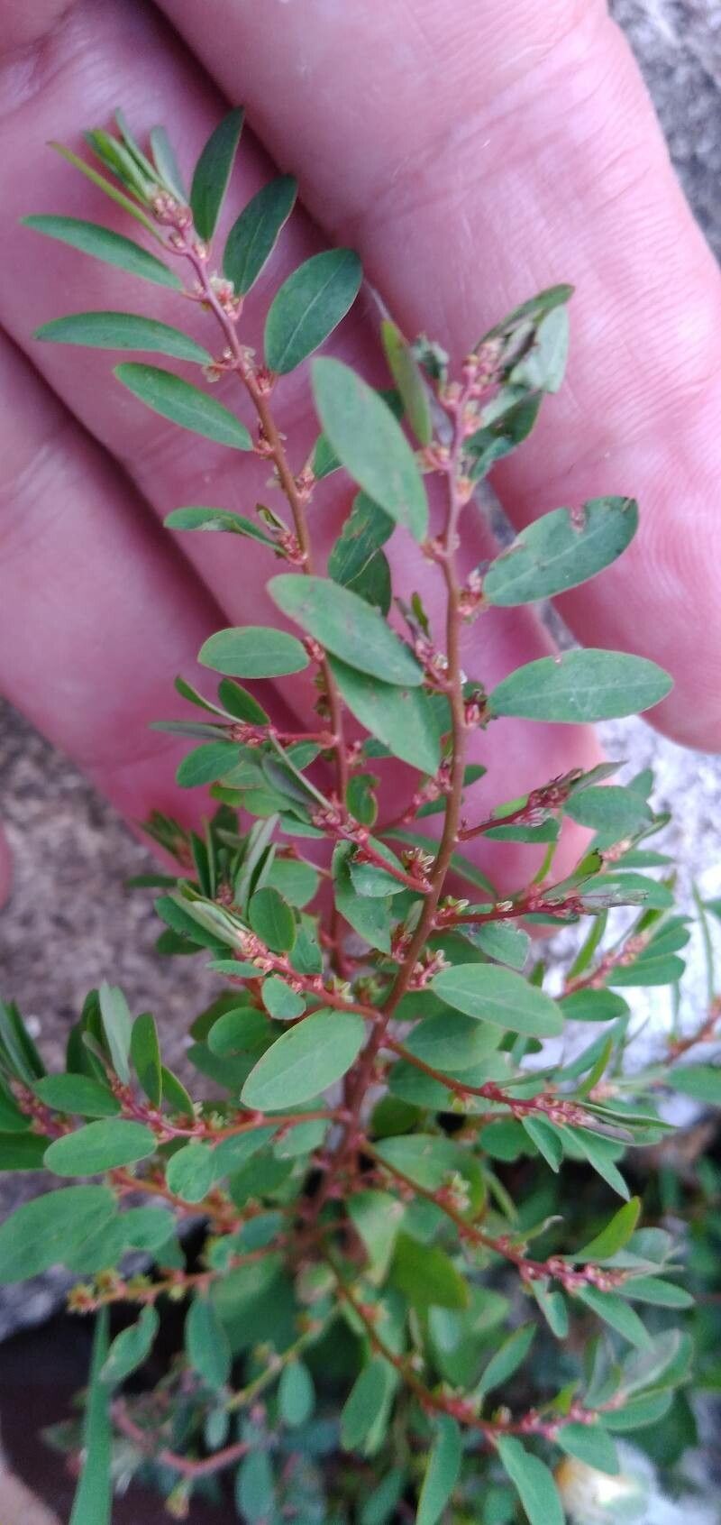Phyllanthus caroliniensis — search result for 'Kentucky'