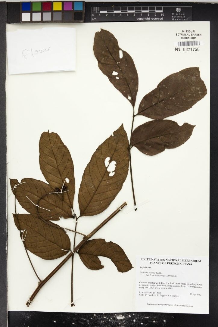 Paullinia stellata other
