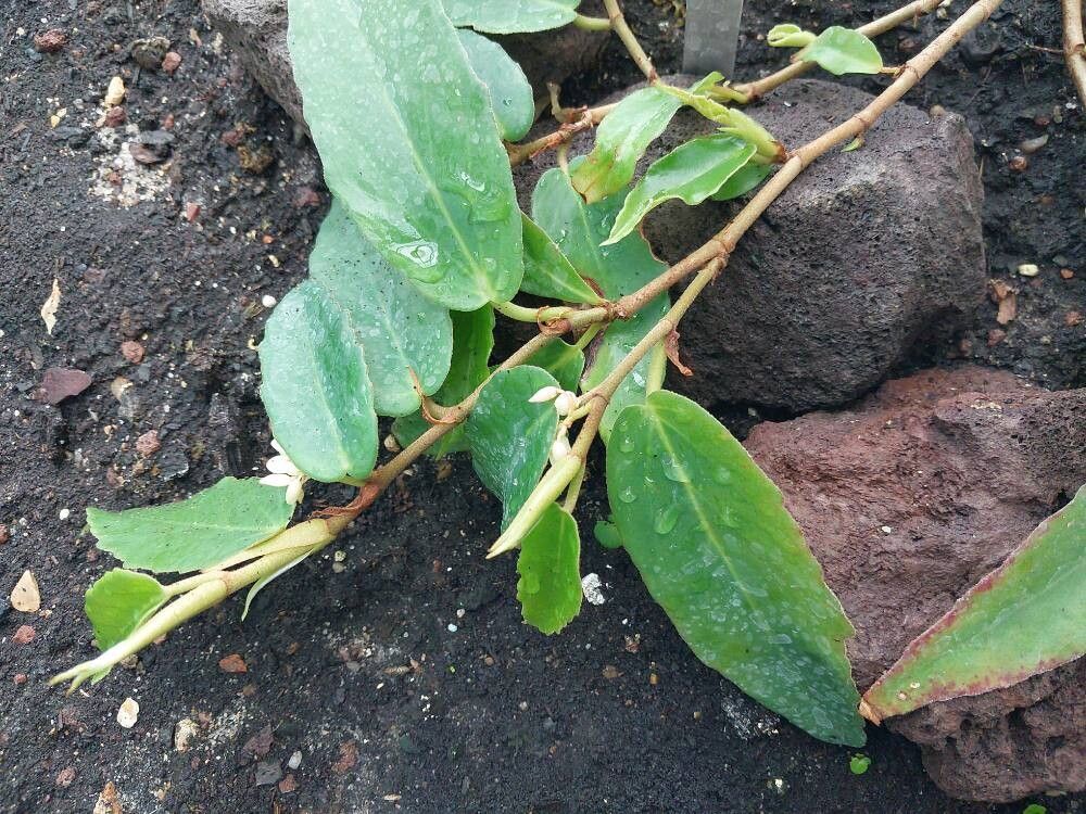 Begonia furfuracea — houseplant care guide