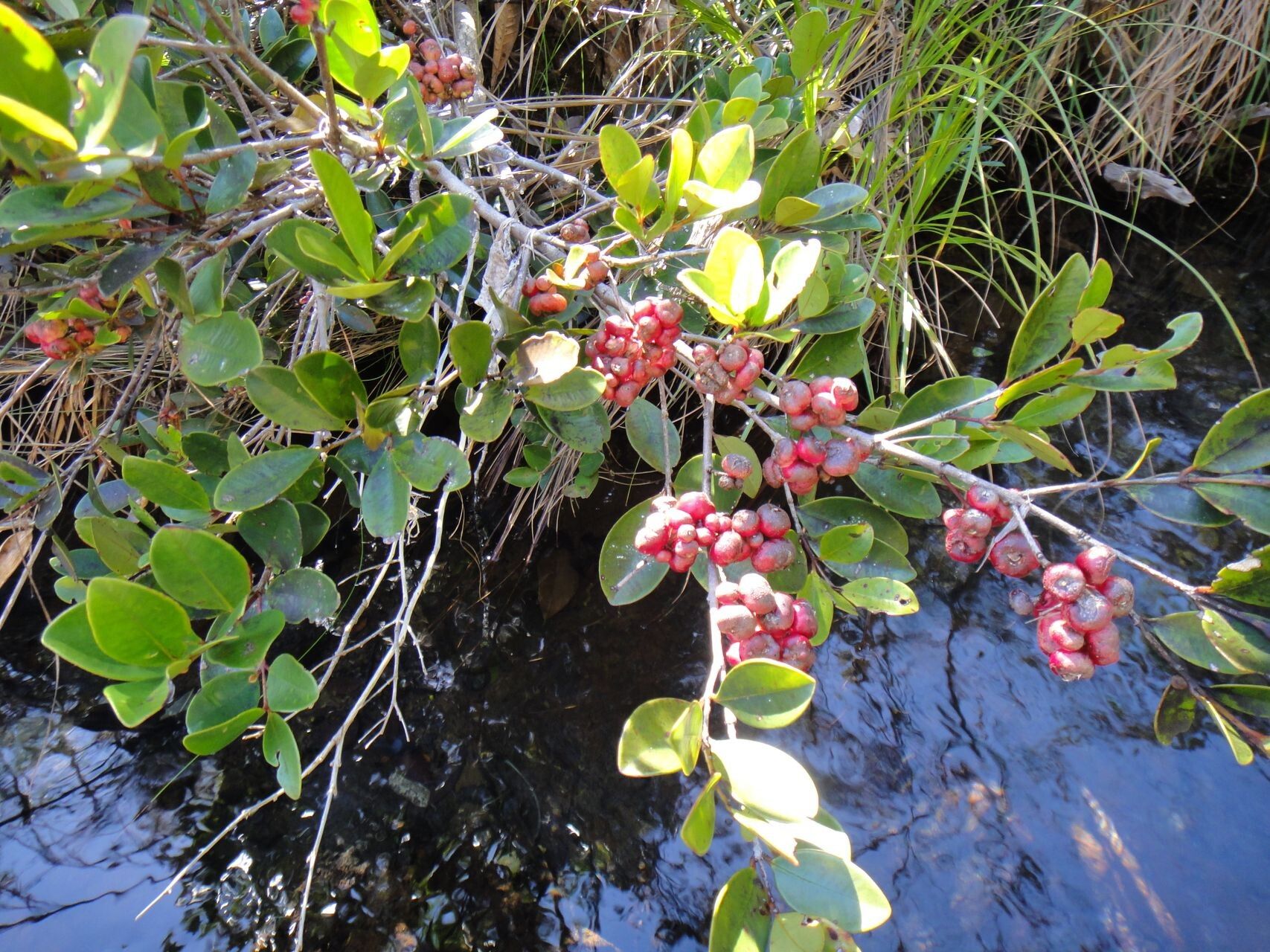 Syzygium quadrangulare habit