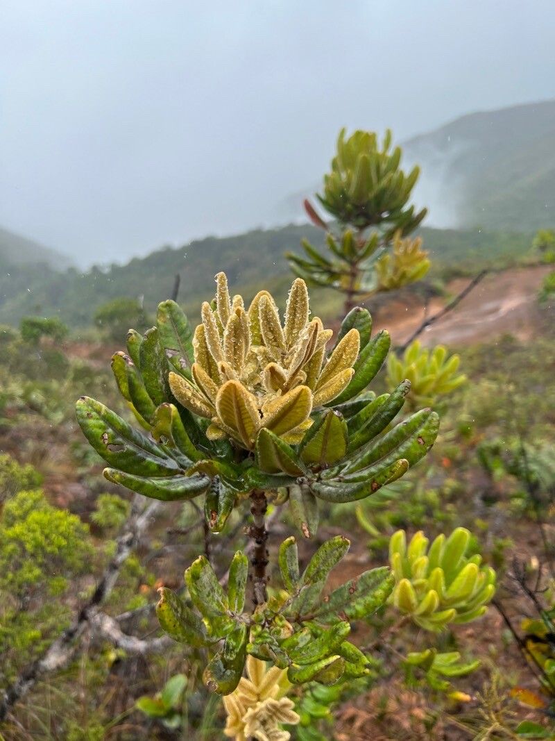 Pancheria hirsuta — houseplant care guide