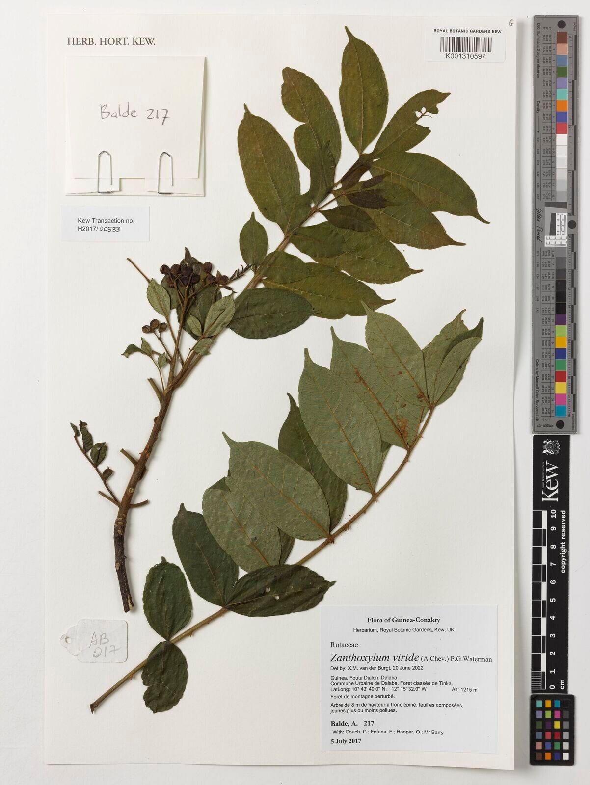 Zanthoxylum viride — houseplant care guide