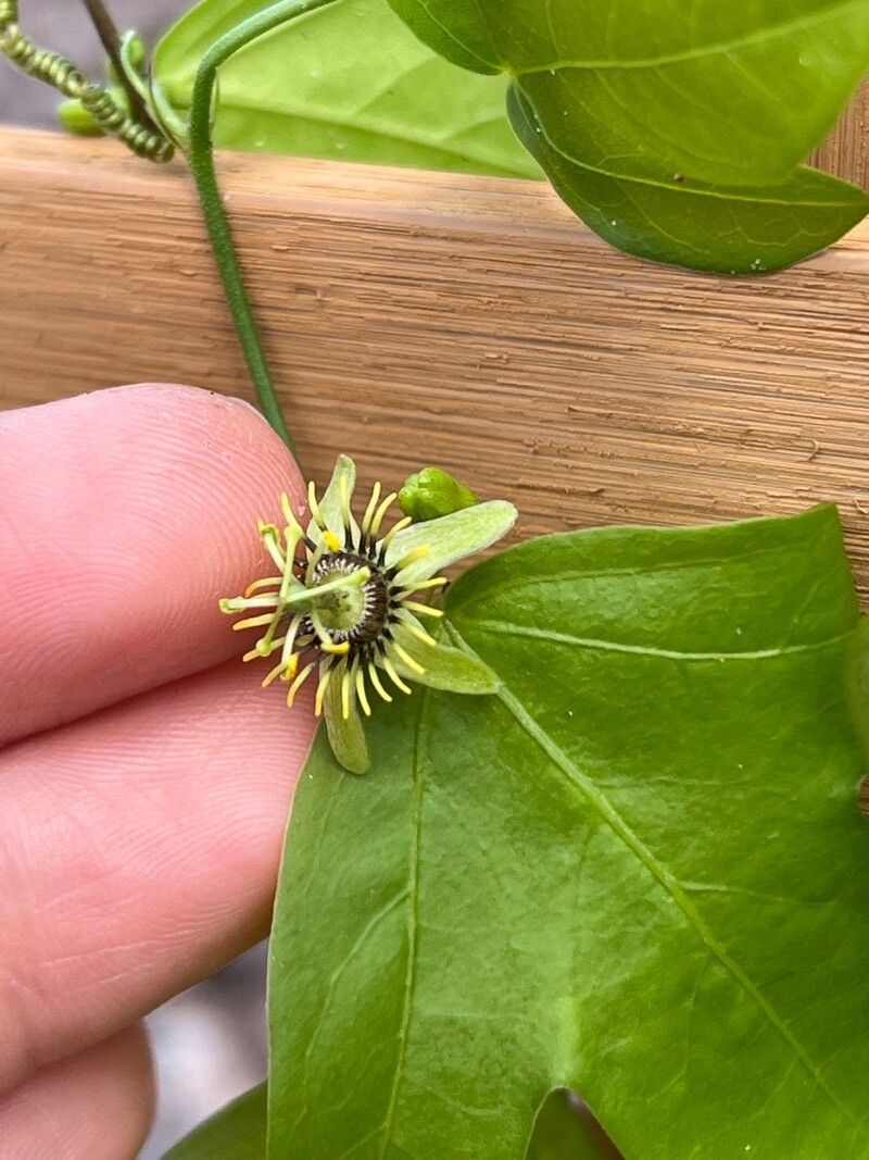 Passiflora pallida flower