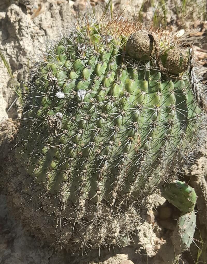 Echinopsis mamillosa habit