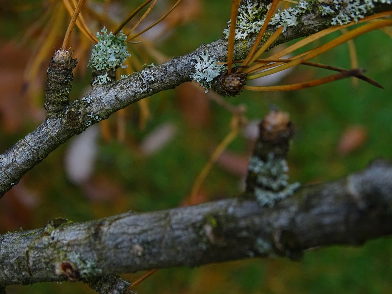 Pseudolarix amabilis bark