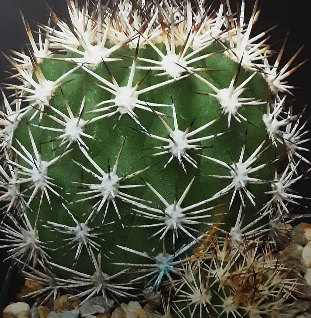 Matucana formosa — related species from the same genus