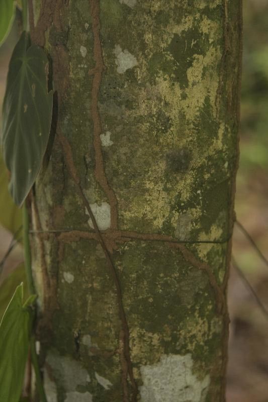 Dipteryx odorata bark